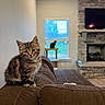 kitten, cat, tabby, couch, living_room, window, cat_tree, fireplace, television, indoor, pet, feline, curious, brown, stone, cozy, home, blinds, furniture, animal