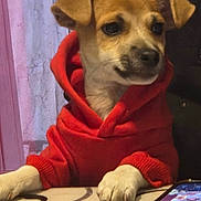 Cooky participe au concours pour gagner de l'argent avec cette photo : black_nose, brown_fur, close_up, clothing, cute, dark_background, dog, face, floppy_ears, funny, indoors, paws, pet, portrait, puppy, red_hoodie, sitting, smartphone, table, window