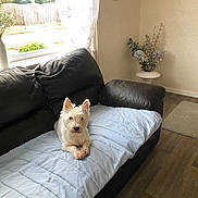 Sherrie is registered to the contest to win money with this photo: couch, cozy, curtain, cushion, dog, flowers, hardwood_floor, indoor, leather_sofa, living_room, looking_at_camera, pet, sitting, sofa, sunlight, throw_blanket, vase, westie, white_dog, window