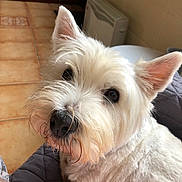 Sherrie joined the competition — help win amazing prizes! dog, white_dog, pet, close_up, indoor, floor, tile_floor, fur, animal, face, ears, quilt, resting, looking_up, curious, cozy, home, heater, snout, beard