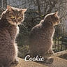 Cookie participe au concours pour gagner de l'argent avec cette photo : cat, cats, gray_cat, feline, pet, animal, whiskers, ears, yellow_eyes, collar, sitting, window, ledge, sunlight, outdoor, backlight, portrait, closeup, fur, text_overlay