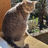 Cookie participe au concours pour gagner de l'argent avec cette photo : cat, gray_cat, feline, animal, pet, sitting, windowsill, window, indoor, outdoor, sunlight, fur, whiskers, ears, yellow_eyes, tail, portrait, nature, trees, cushion