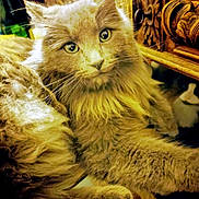 Redon participe au concours pour gagner de l'argent avec cette photo : cat, fluffy, feline, pet, indoor, wooden_furniture, carved_wood, relaxed, animal, domestic_animal, fur, whiskers, eyes, face, portrait, two_cats, black_and_white_cat, background, close_up, resting