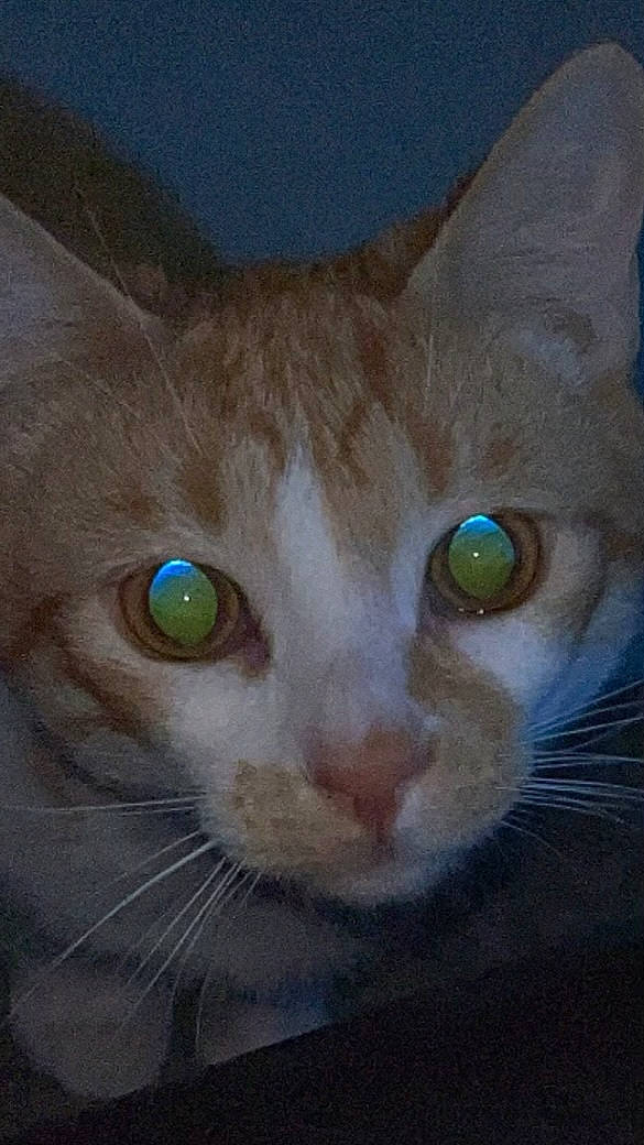 Pumpkin is registered to the contest to win money with this photo: art, carnivore, cat, curious, domestic_short_haired_cat, eye, fawn, felidae, fur, iris, small_to_medium_sized_cats, snout, tail, terrestrial_animal, whiskers, window