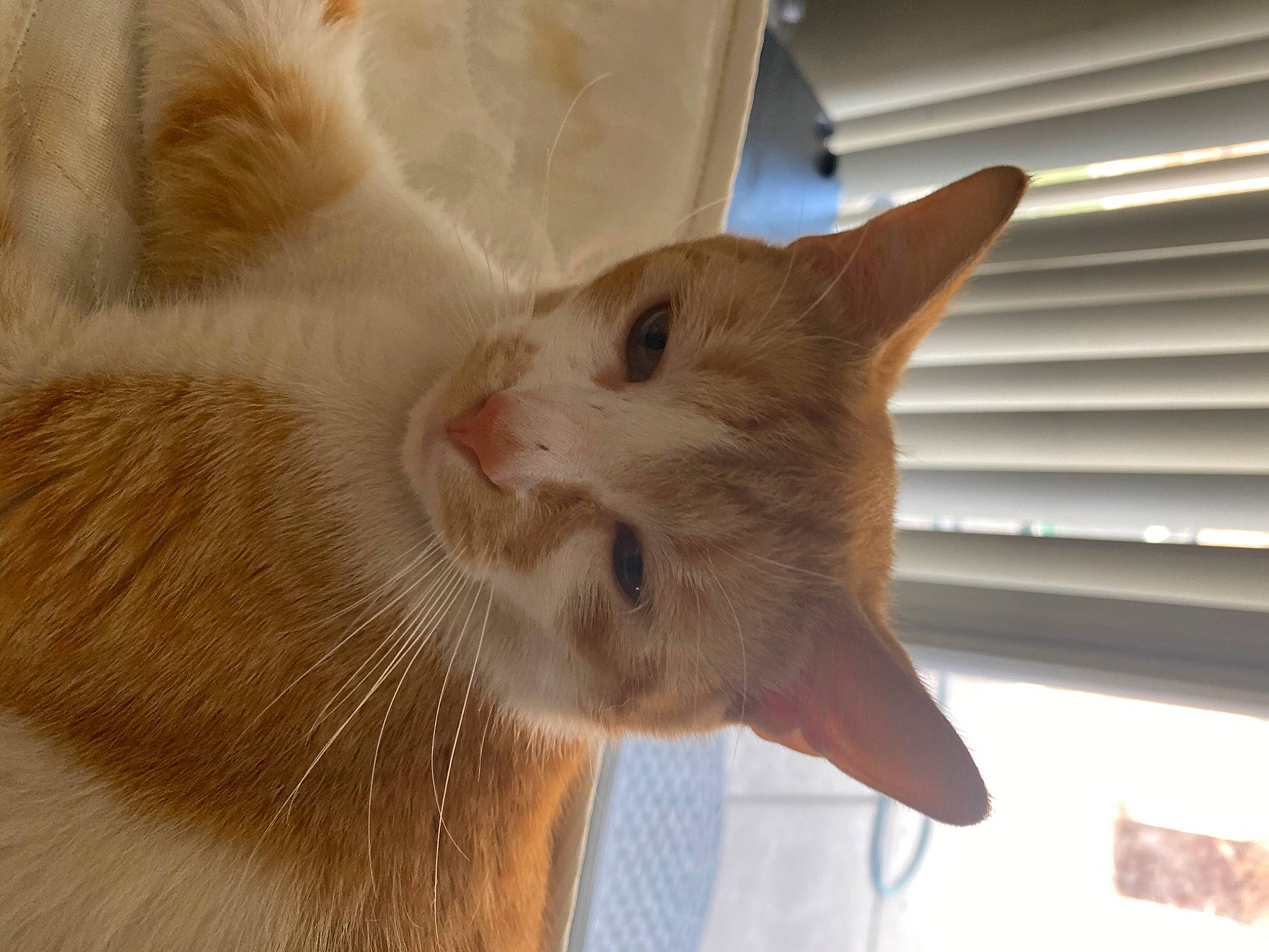 Pumpkin joined the competition — help win amazing prizes! carnivore, cat, claw, comfort, domestic_short_haired_cat, ear, fawn, felidae, fur, paw, small_to_medium_sized_cats, snout, tail, whiskers, window, window_blind, wood