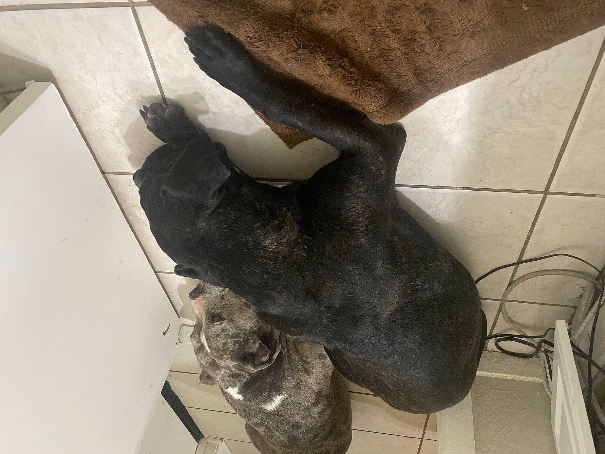 Lani is registered to the contest to win money with this photo: ankle, canidae, carnivore, comfort, dog_breed, felidae, floor, flooring, foot, fur, human_leg, knee, small_to_medium_sized_cats, sporting_group, tail, thigh, toe