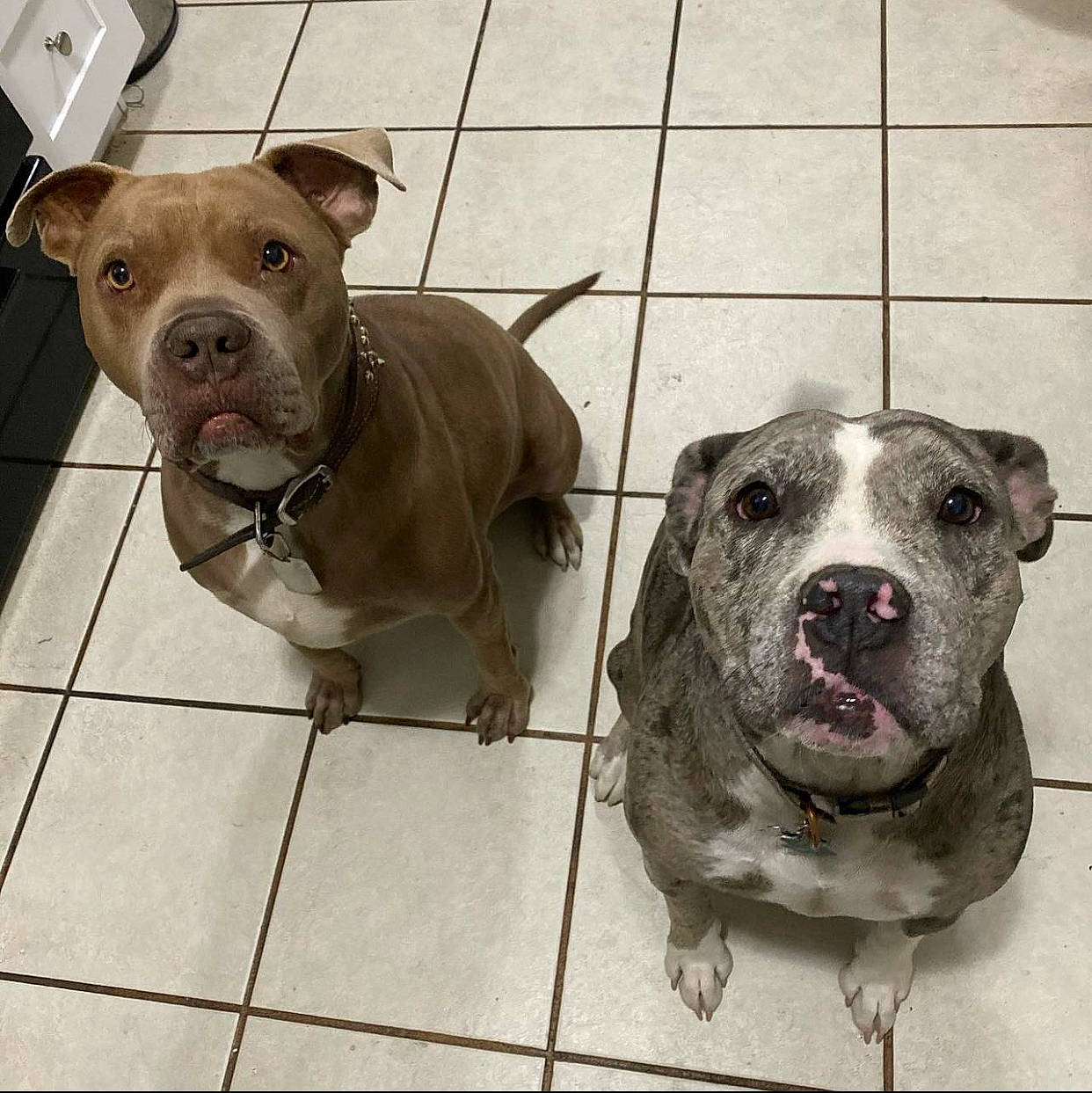 Lani joined the competition — help win amazing prizes! canidae, carnivore, collar, companion_dog, dog, dog_breed, dog_collar, dog_supply, fawn, fur, leash, liver, metal, non_sporting_group, pet_supply, snout, sporting_group, terrestrial_animal, whiskers, working_animal