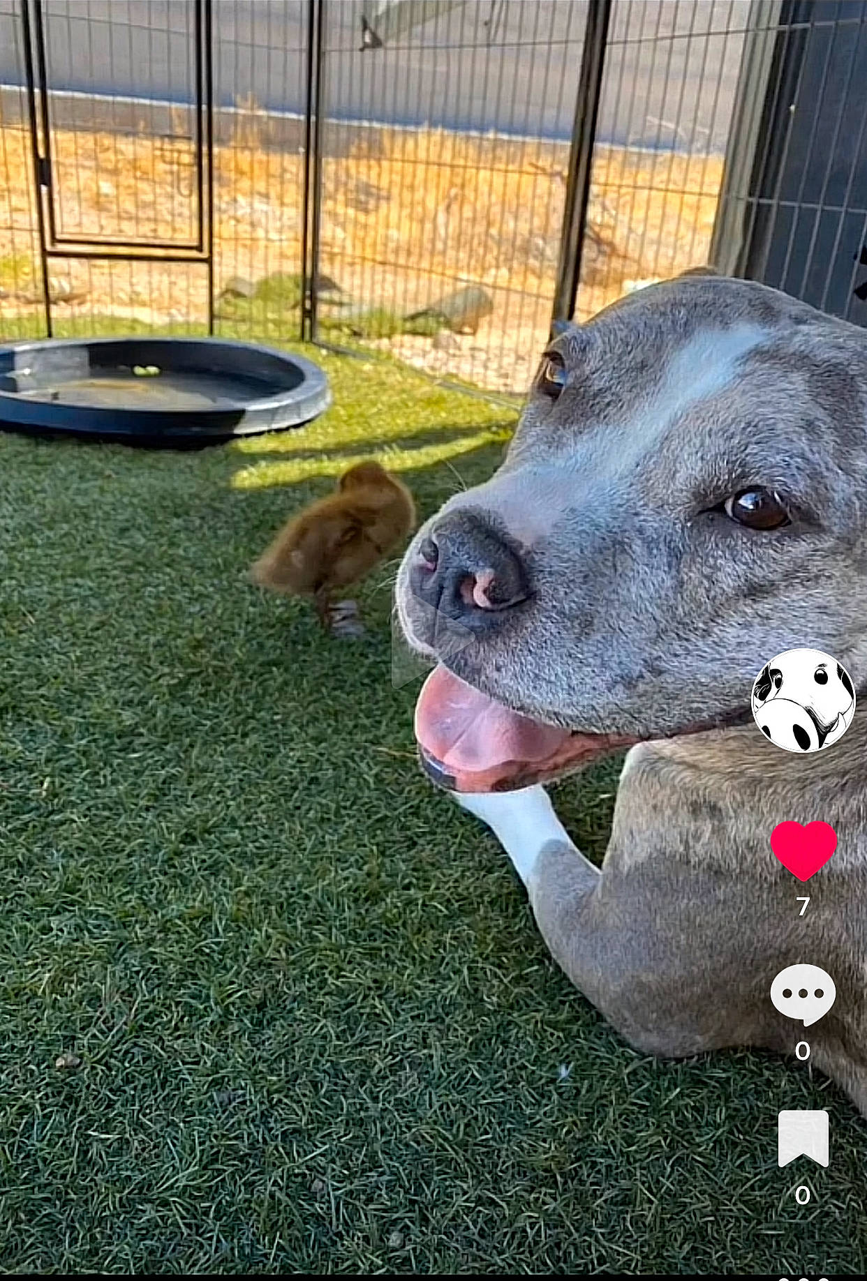 Lani is registered to the contest to win money with this photo: ball, carnivore, collar, companion_dog, dog, dog_breed, dog_supply, fawn, fence, flooring, grass, guard_dog, mesh, pet_supply, plant, snout, sporting_group, terrestrial_animal, working_animal, working_dog