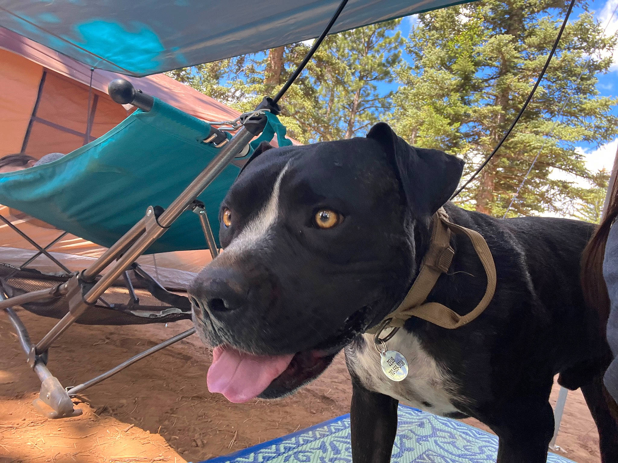 Zeus joined the competition — help win amazing prizes! carnivore, collar, companion_dog, dog, dog_breed, dog_collar, fawn, folding_chair, leash, leisure, pet_supply, plant, shade, sky, snout, sporting_group, tent, tints_and_shades, tree, working_animal