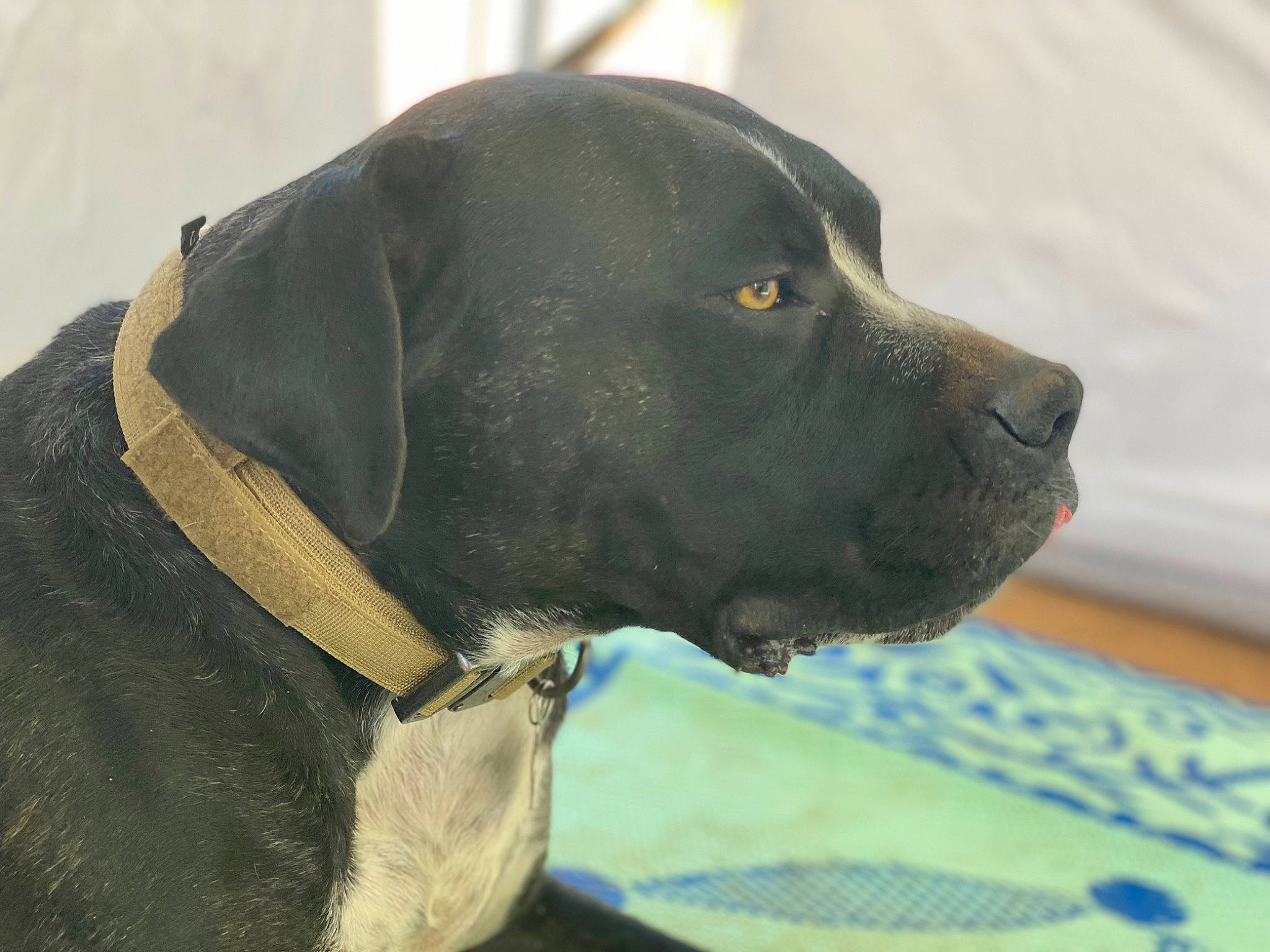 Zeus is registered to the contest to win money with this photo: borador, canidae, carnivore, collar, companion_dog, dog, dog_breed, dog_collar, dog_supply, fawn, gun_dog, hunting_dog, leash, liver, pet_supply, retriever, snout, terrestrial_animal, whiskers, working_animal