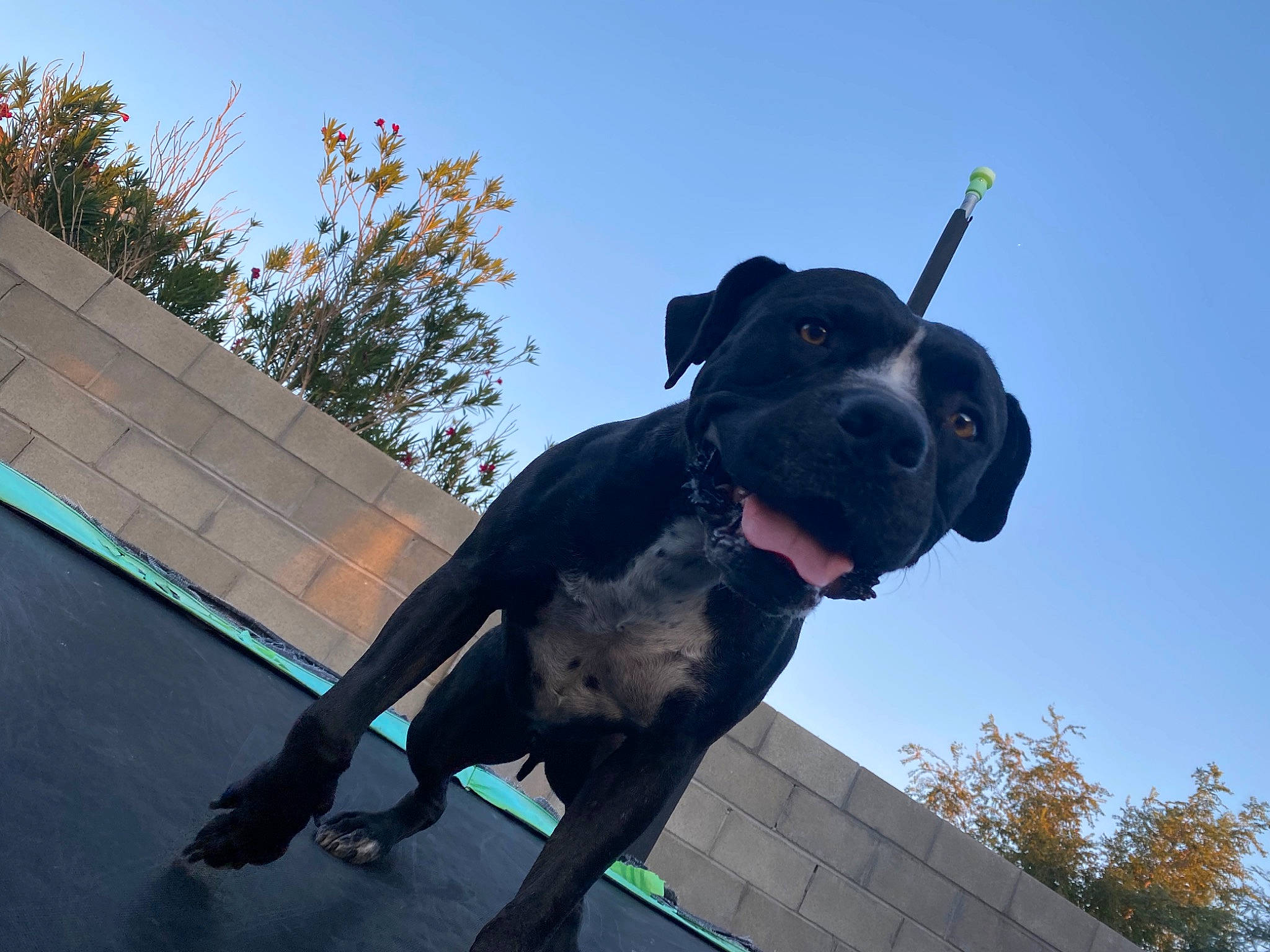 Zeus is registered to the contest to win money with this photo: canidae, carnivore, collar, companion_dog, dog, dog_breed, dog_collar, dog_supply, electric_blue, fawn, guard_dog, leash, pet_supply, plant, sky, snout, sporting_group, tree, working_animal, working_dog