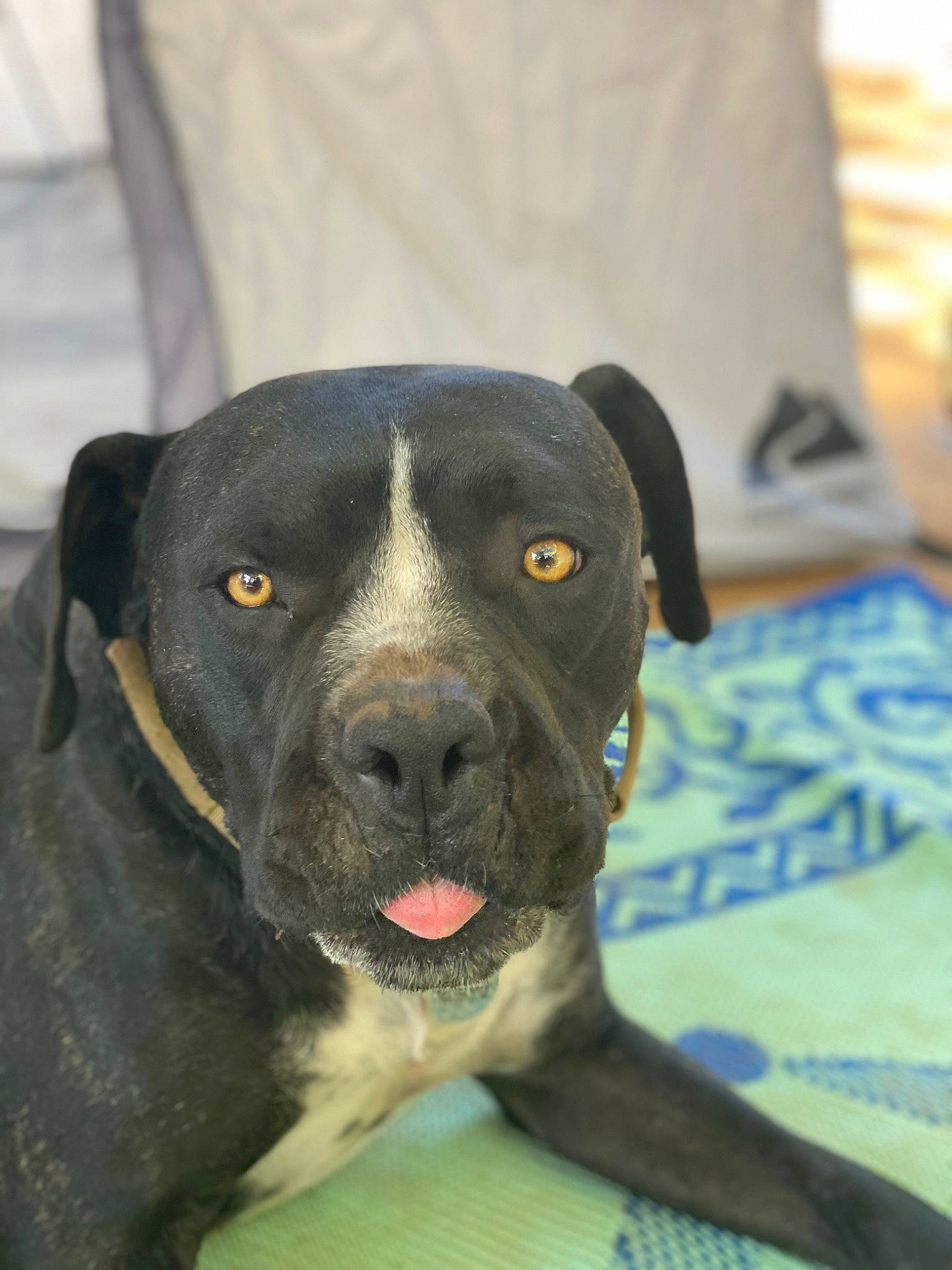 Zeus is registered to the contest to win money with this photo: borador, canidae, carnivore, collar, companion_dog, dog, dog_breed, dog_collar, fawn, fur, guard_dog, hunting_dog, molosser, non_sporting_group, sporting_group, terrestrial_animal, whiskers, working_animal, working_dog