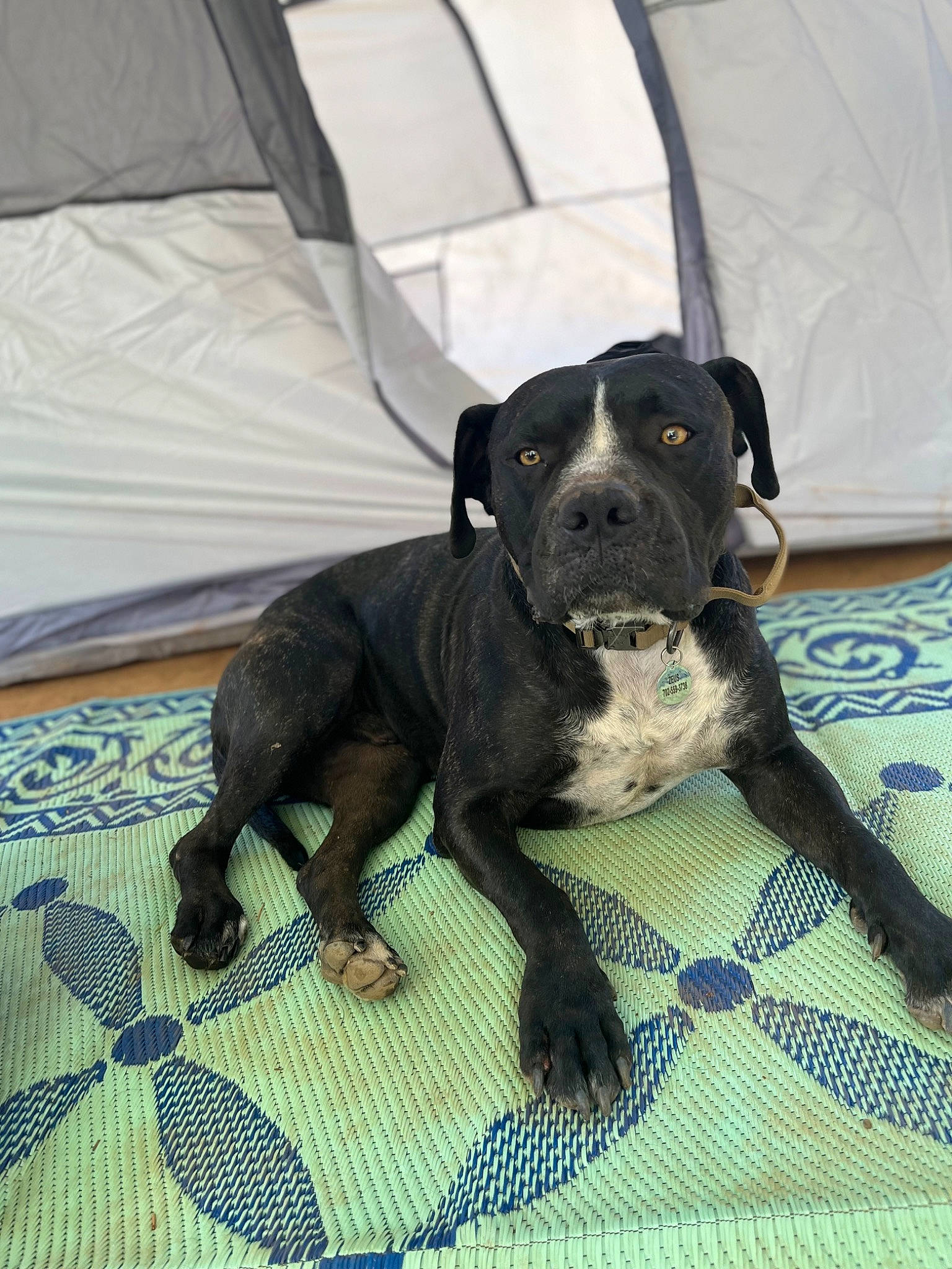 Zeus is registered to the contest to win money with this photo: borador, canidae, carnivore, collar, comfort, companion_dog, dog, dog_breed, dog_collar, dog_supply, fawn, fur, guard_dog, linens, liver, pet_supply, snout, tail, whiskers, working_animal