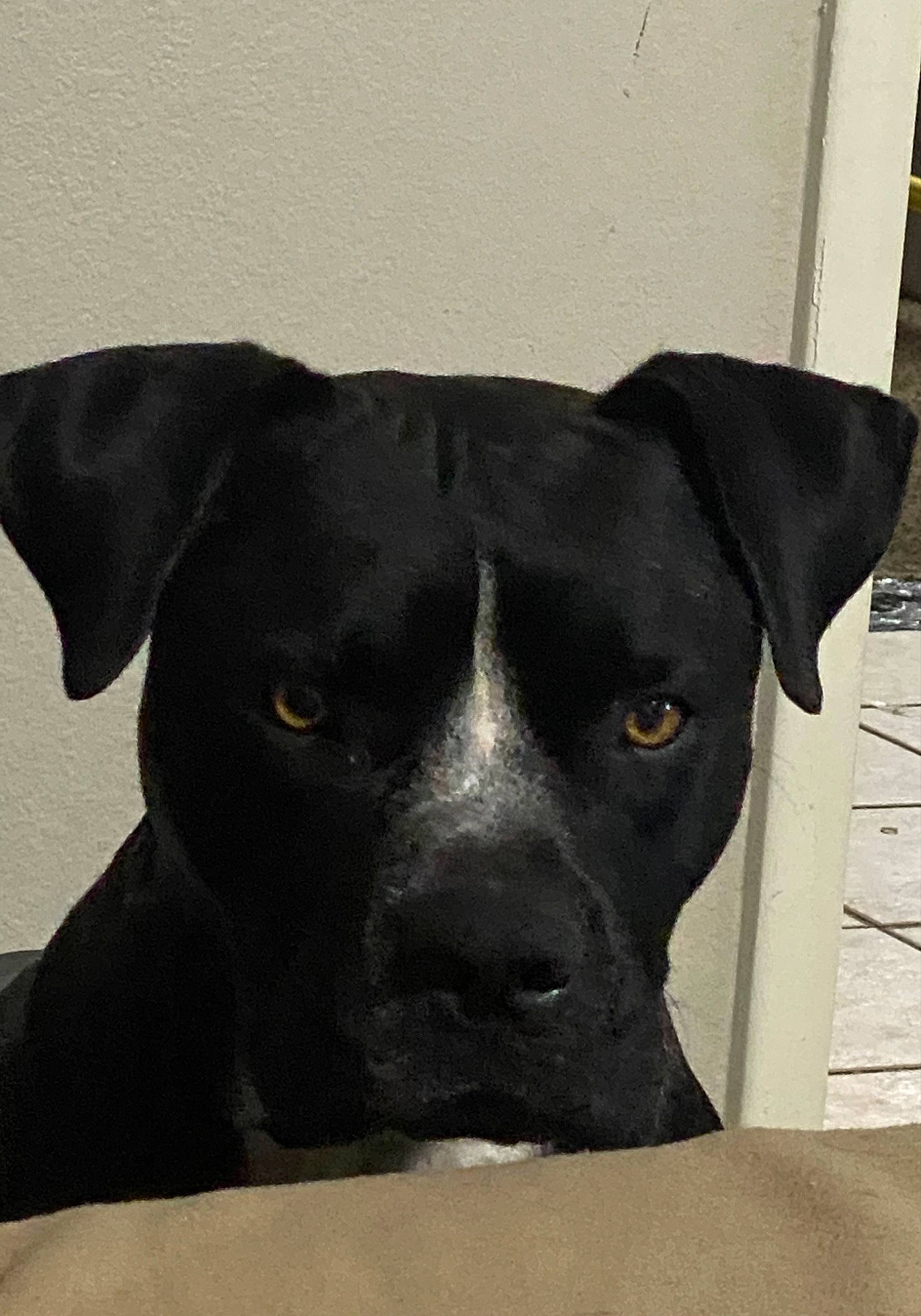 Zeus joined the competition — help win amazing prizes! borador, canidae, carnivore, comfort, companion_dog, dog, dog_breed, fawn, guard_dog, non_sporting_group, pet_supply, snout, sporting_group, terrestrial_animal, whiskers, working_animal, working_dog