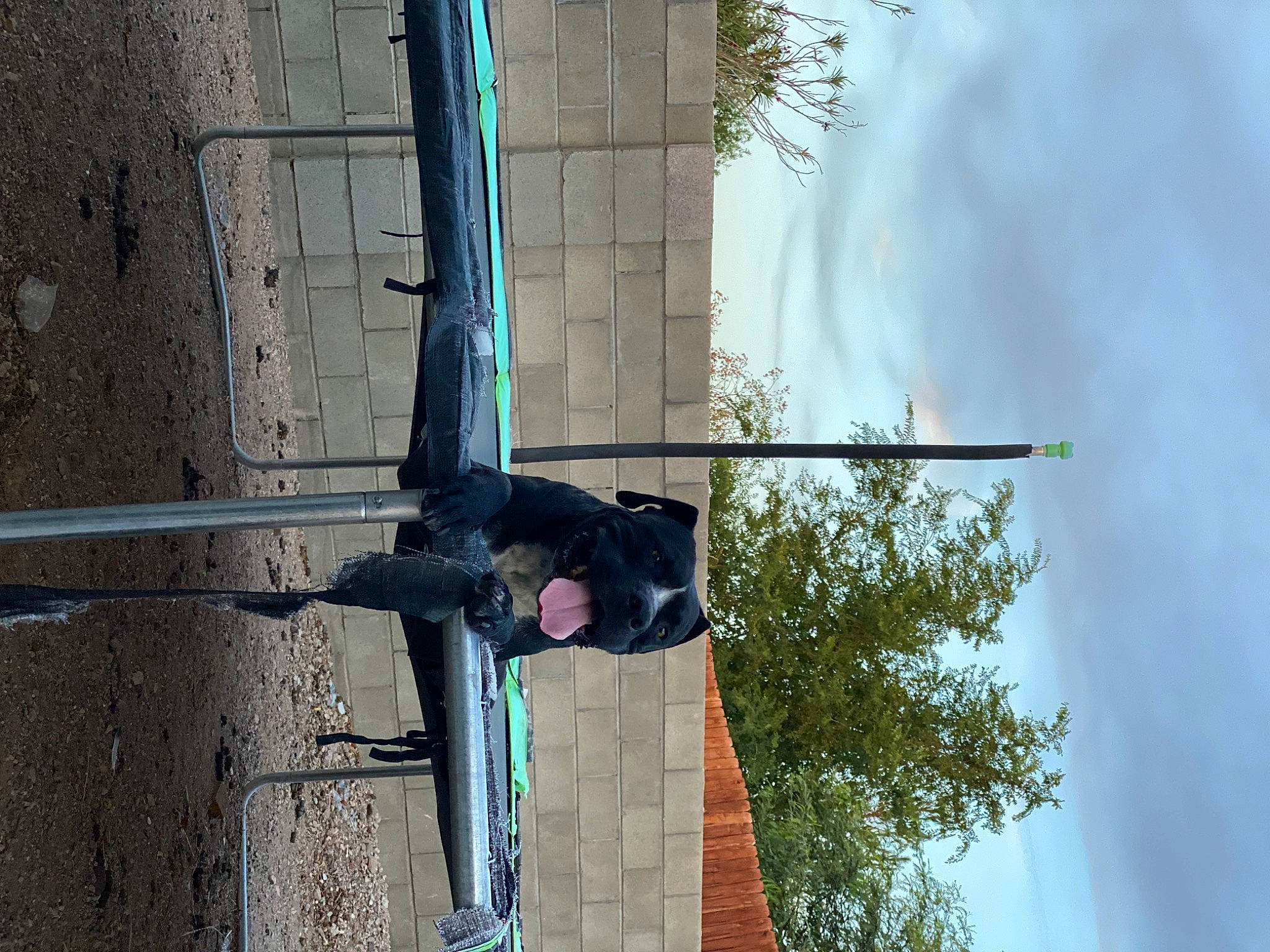 Zeus joined the competition — help win amazing prizes! adventure, balance, cloud, elbow, leisure, plant, pole, recreation, sky, smoke, tree, water