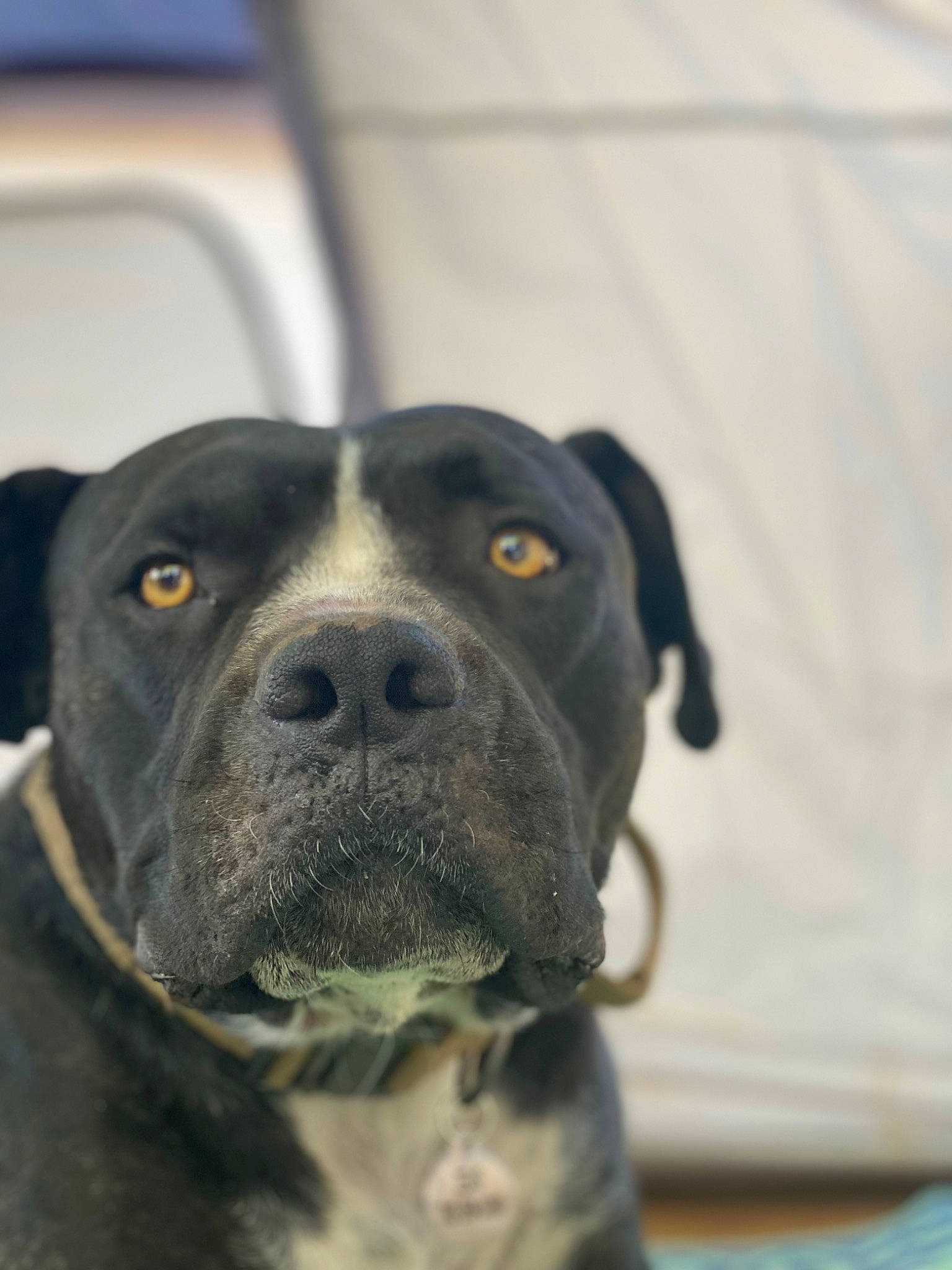 Zeus is registered to the contest to win money with this photo: ancient_dog_breeds, borador, canidae, carnivore, collar, companion_dog, dog, dog_breed, dog_collar, fawn, fur, guard_dog, non_sporting_group, snout, sporting_group, terrestrial_animal, whiskers, working_animal, working_dog