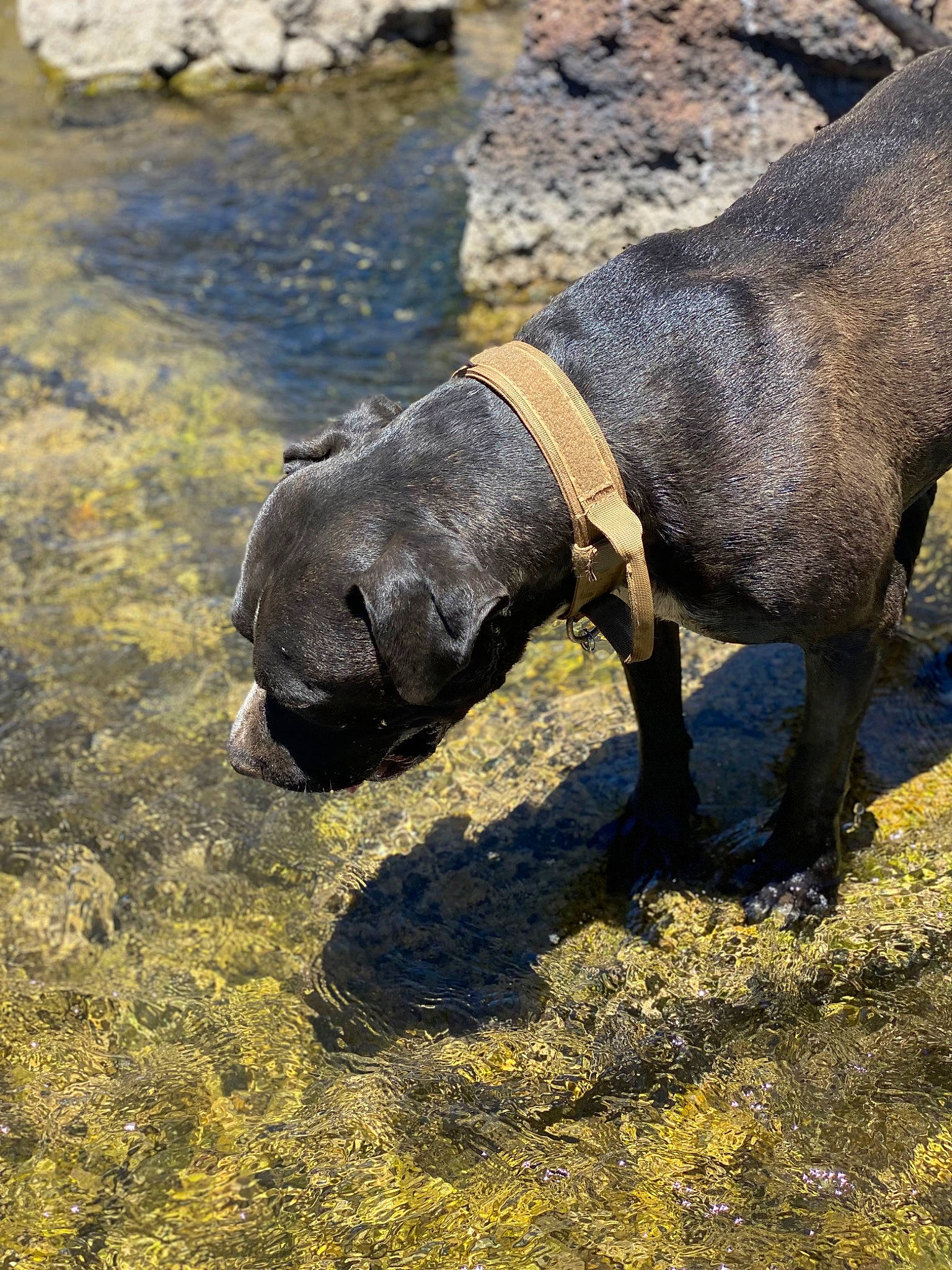 Zeus is registered to the contest to win money with this photo: canidae, carnivore, dog, dog_breed, domestic_pig, fur, grass, livestock, marine_mammal, rock, snout, soil, sporting_group, suidae, terrestrial_animal, water, wildlife, working_animal