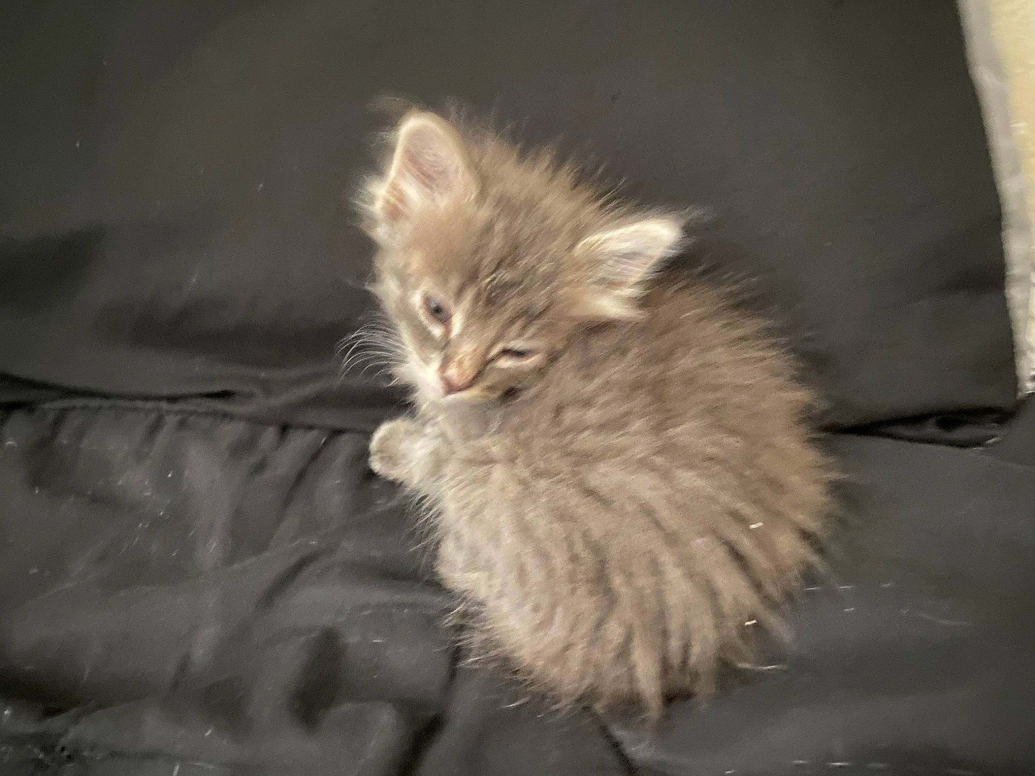 Momo joined the competition — help win amazing prizes! british_longhair, carnivore, cat, claw, felidae, fur, paw, small_to_medium_sized_cats, tail, terrestrial_animal, whiskers