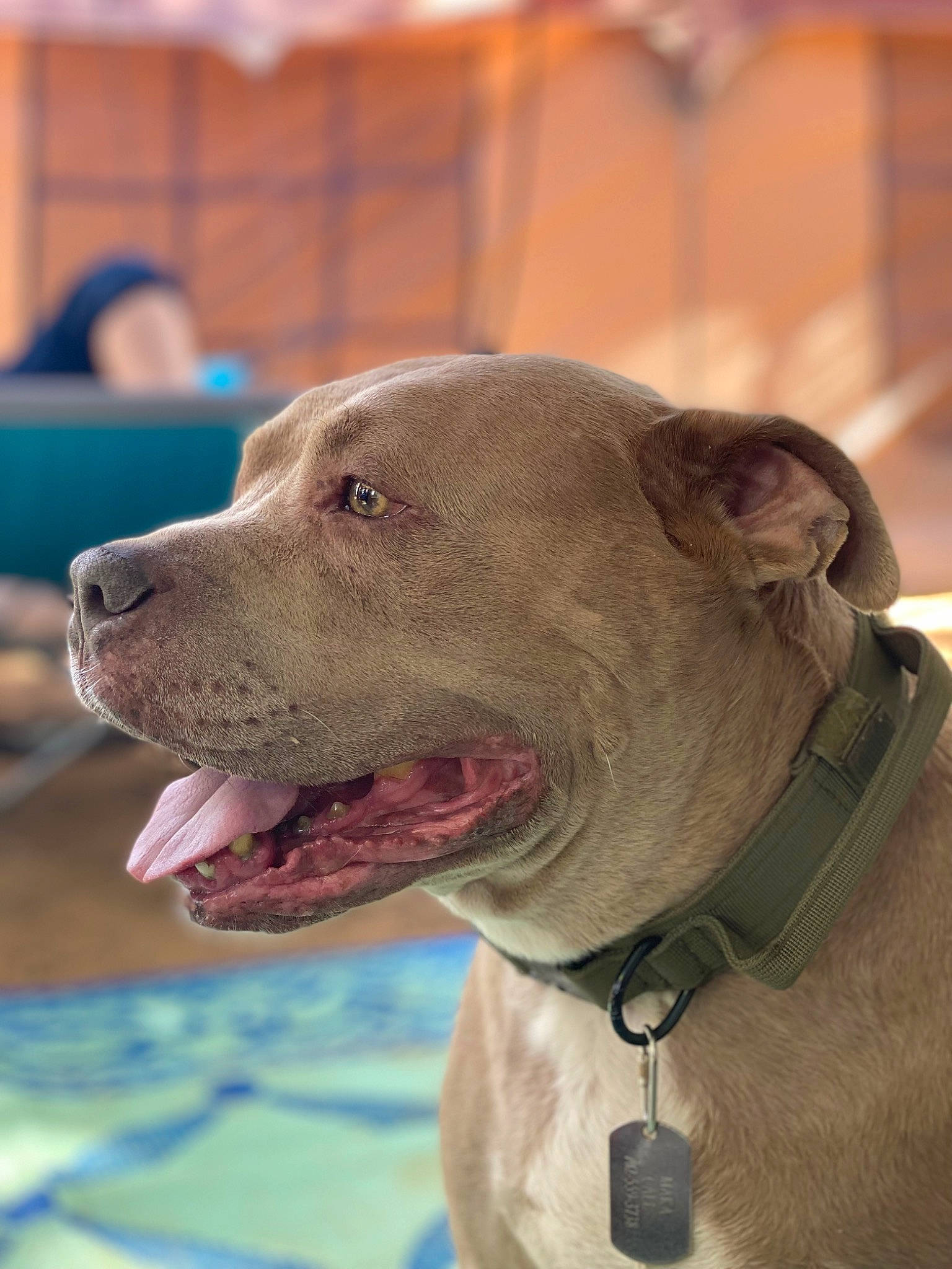 Maka joined the competition — help win amazing prizes! canidae, carnivore, collar, companion_dog, dog, dog_breed, dog_collar, dog_supply, fashion_accessory, fawn, hunting_dog, leash, liver, non_sporting_group, pet_supply, snout, sporting_group, whiskers, working_animal, working_dog