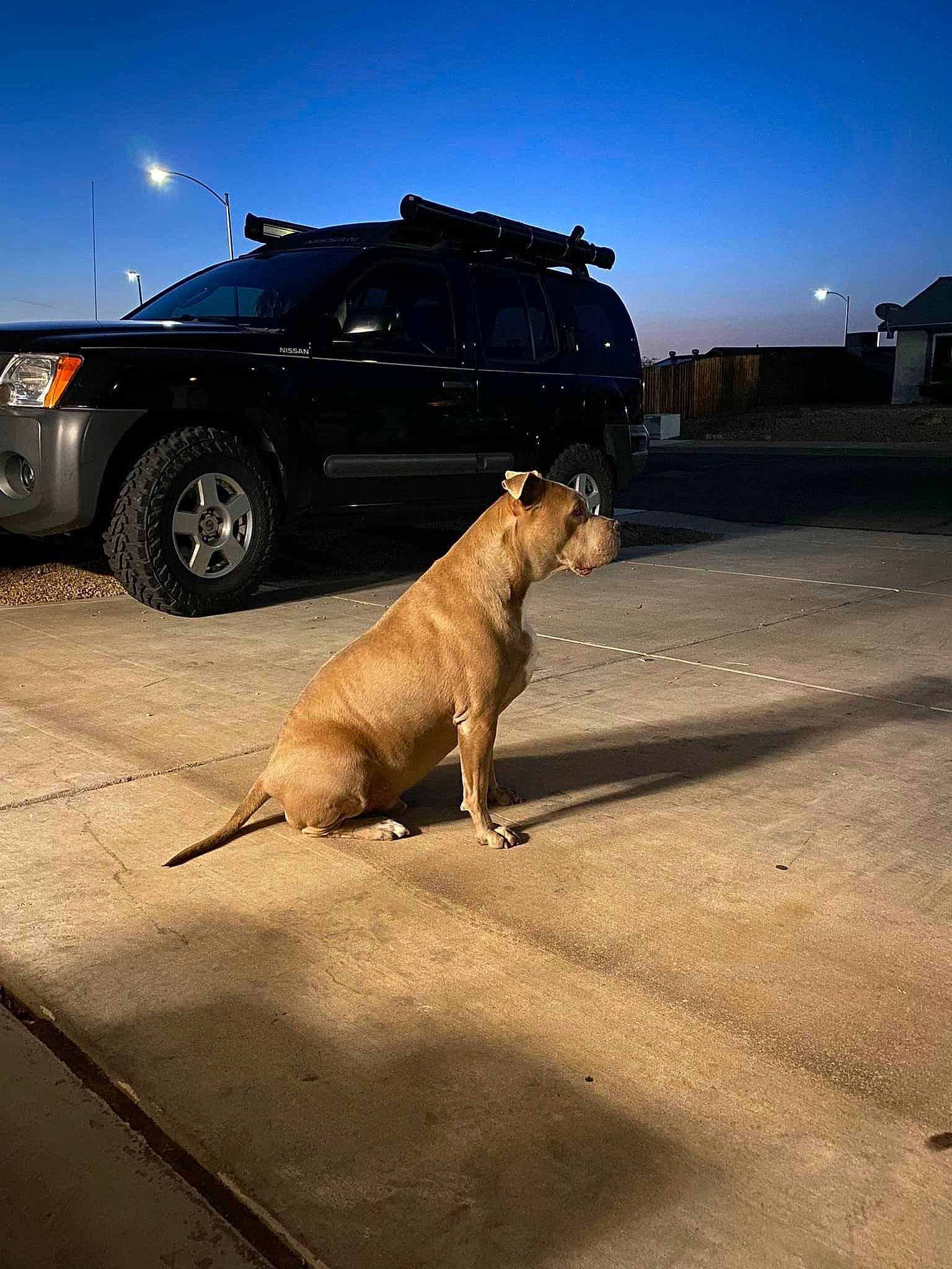 Maka joined the competition — help win amazing prizes! asphalt, automotive_exterior, automotive_tire, car, carnivore, companion_dog, dog, dog_breed, evening, family_car, fawn, fender, hood, landscape, road_surface, sky, tire, vehicle, vehicle_door, wheel