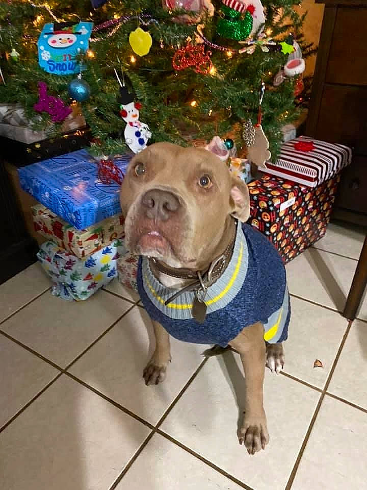 Maka joined the competition — help win amazing prizes! canidae, carnivore, christmas_decoration, christmas_ornament, christmas_tree, collar, companion_dog, dog, dog_breed, dog_clothes, dog_supply, event, fawn, flooring, holiday, holiday_ornament, pet_supply, snout, tree, working_animal