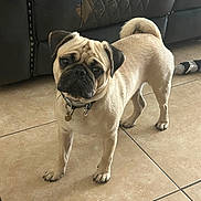 Peanut is registered to the contest to win money with this photo: dog, pug, pet, indoor, tile_floor, curious, standing, animal, collar, toy, leather_couch, brown, small_dog, cute, companion, domestic, fur, face, ears, tail