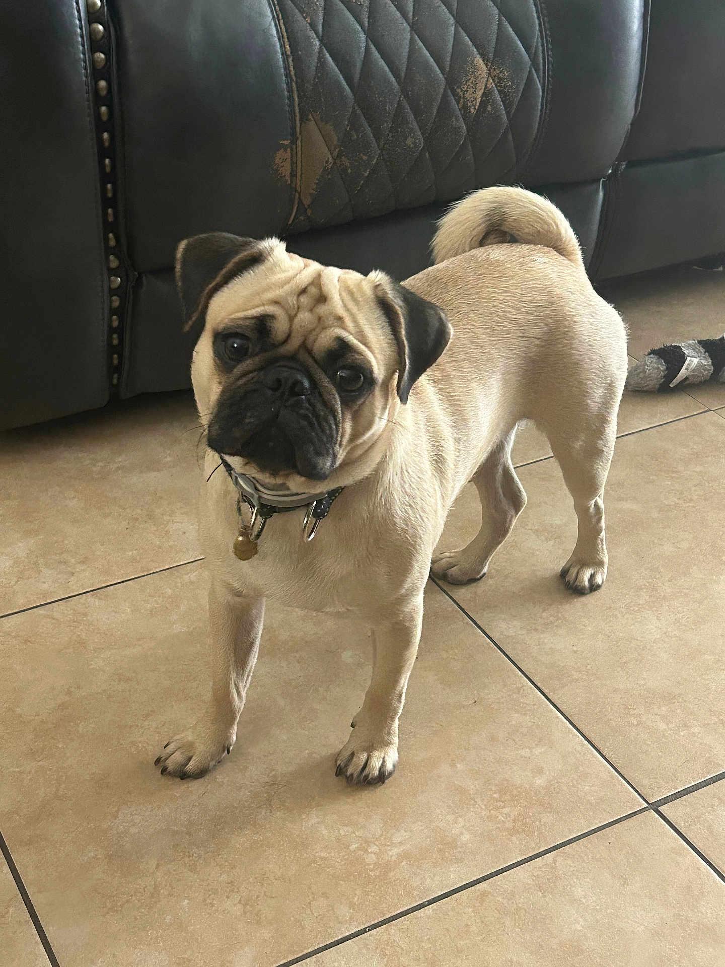 Peanut is registered to the contest to win money with this photo: dog, pug, pet, indoor, tile_floor, curious, standing, animal, collar, toy, leather_couch, brown, small_dog, cute, companion, domestic, fur, face, ears, tail