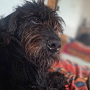 Patmol a rejoint le concours — aidez-le/la à gagner de superbes lots ! dog, black_dog, pet, close_up, portrait, indoor, blanket, fur, face, animal, cozy, resting, cute, expression, focus, background_blur, muzzle, whiskers, ears, companion