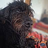 dog, black_dog, pet, close_up, portrait, indoor, blanket, fur, face, animal, cozy, resting, cute, expression, focus, background_blur, muzzle, whiskers, ears, companion