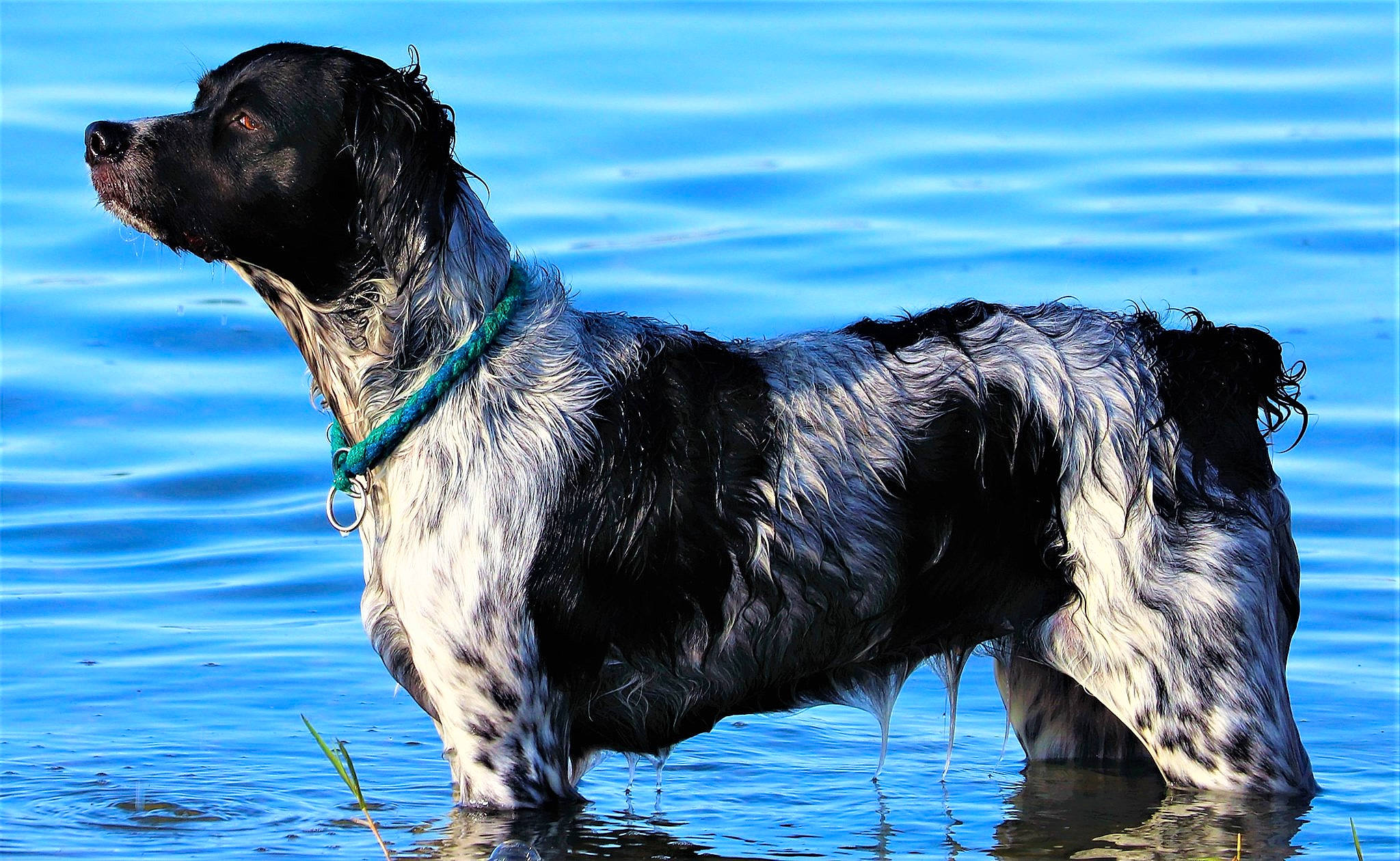 Jess participe au concours pour gagner de l'argent avec cette photo : blue, calm, canidae, carnivore, collar, companion_dog, dog, dog_breed, dog_collar, fluid, hunting_dog, liquid, reflection, snout, sporting_group, tail, vertebrate, water, water_resources, working_animal