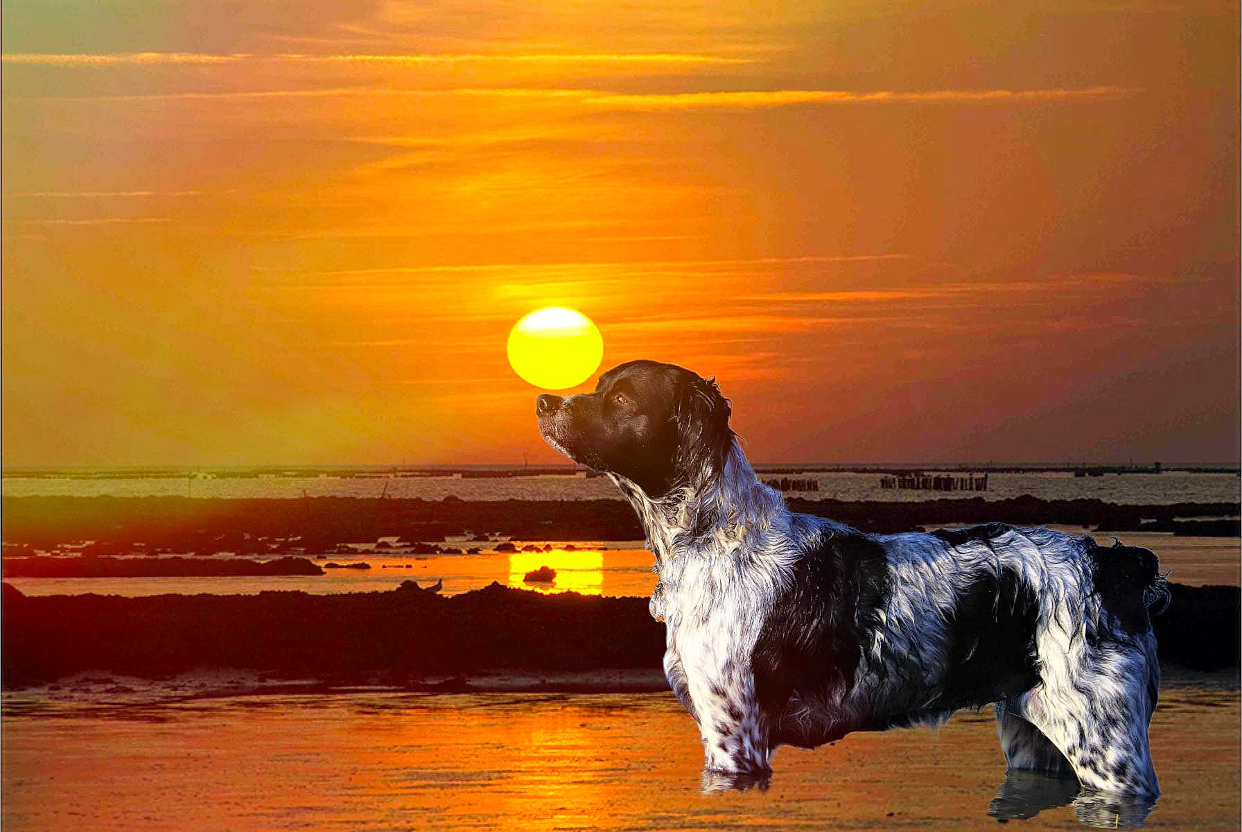 Jess a rejoint le concours — aidez-le/la à gagner de superbes lots ! afterglow, amber, astronomical_object, backlighting, carnivore, companion_dog, dog, dog_breed, dusk, evening, horizon, light, mammal, ocean, red_sky_at_morning, sporting_group, sun, sunlight, sunrise, sunset