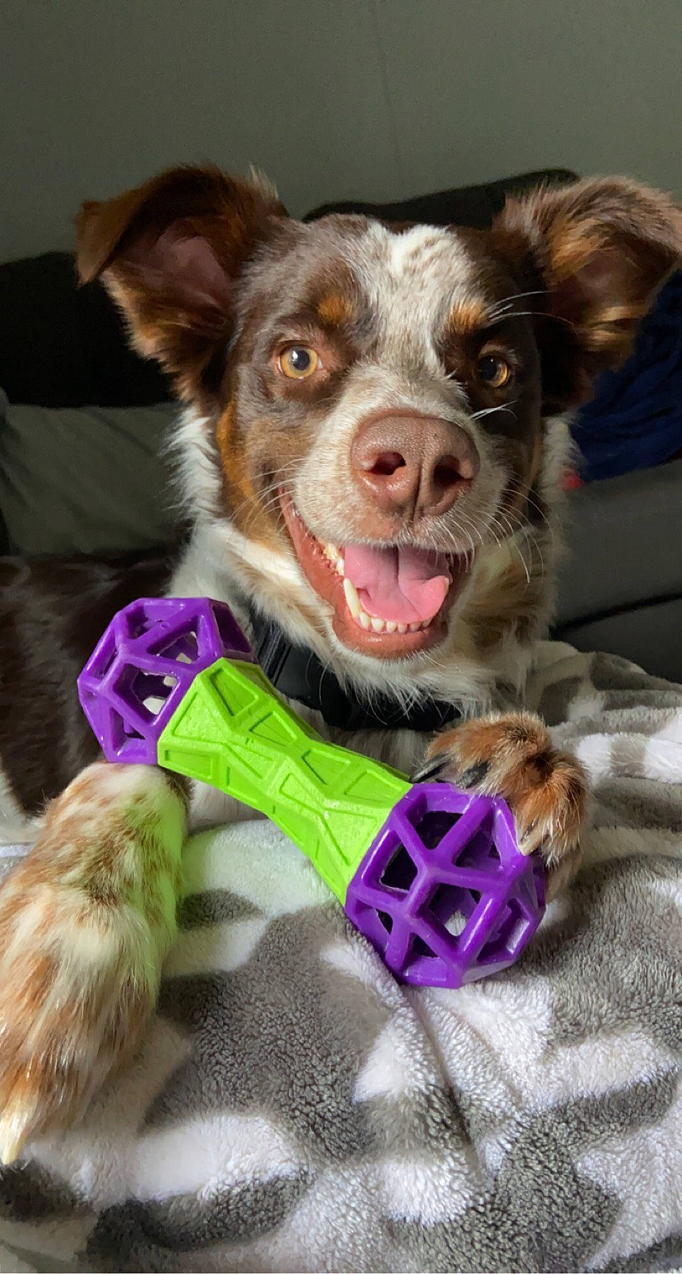Boone joined the competition — help win amazing prizes! canidae, carnivore, collar, companion_dog, dog, dog_breed, dog_clothes, dog_collar, dog_supply, dog_toy, fashion_accessory, fawn, fun, fur, happy, leash, snout, sporting_group, whiskers, working_animal