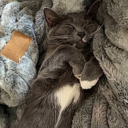 Clover joined the competition — help win amazing prizes! cat, gray_cat, sleeping, blanket, furry_blanket, cozy, pet, animal, whiskers, relaxed, cute, fur, indoor, resting, paw, snuggled, soft_texture, domestic_cat, nap, peaceful