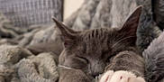 Clover is registered to the contest to win money with this photo: cat, gray_cat, sleeping, paws, blanket, fluffy, cozy, indoor, pet, fur, relaxation, home, cute, resting, animal, soft_texture, comfort, nap, mammal, whiskers