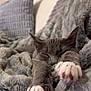 cat, gray_cat, sleeping, paws, blanket, fluffy, cozy, indoor, pet, fur, relaxation, home, cute, resting, animal, soft_texture, comfort, nap, mammal, whiskers