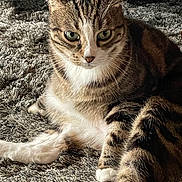 David Leblanc a rejoint le concours — aidez-le/la à gagner de superbes lots ! animal, carpet, cat, close_up, cozy, cute, domestic, ears, feline, fur, green_eyes, indoor, laying_down, mammal, pet, relaxed, resting, striped, tabby, whiskers