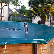 Chaussette a rejoint le concours — aidez-le/la à gagner de superbes lots ! cat, pool_cover, wooden_pool, backyard, tree, house, residential_area, plant, palm_tree, outdoor, daylight, pet, animal, feline, suburban, green, nature, grass, fence, garden