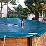 cat, pool_cover, wooden_pool, backyard, tree, house, residential_area, plant, palm_tree, outdoor, daylight, pet, animal, feline, suburban, green, nature, grass, fence, garden