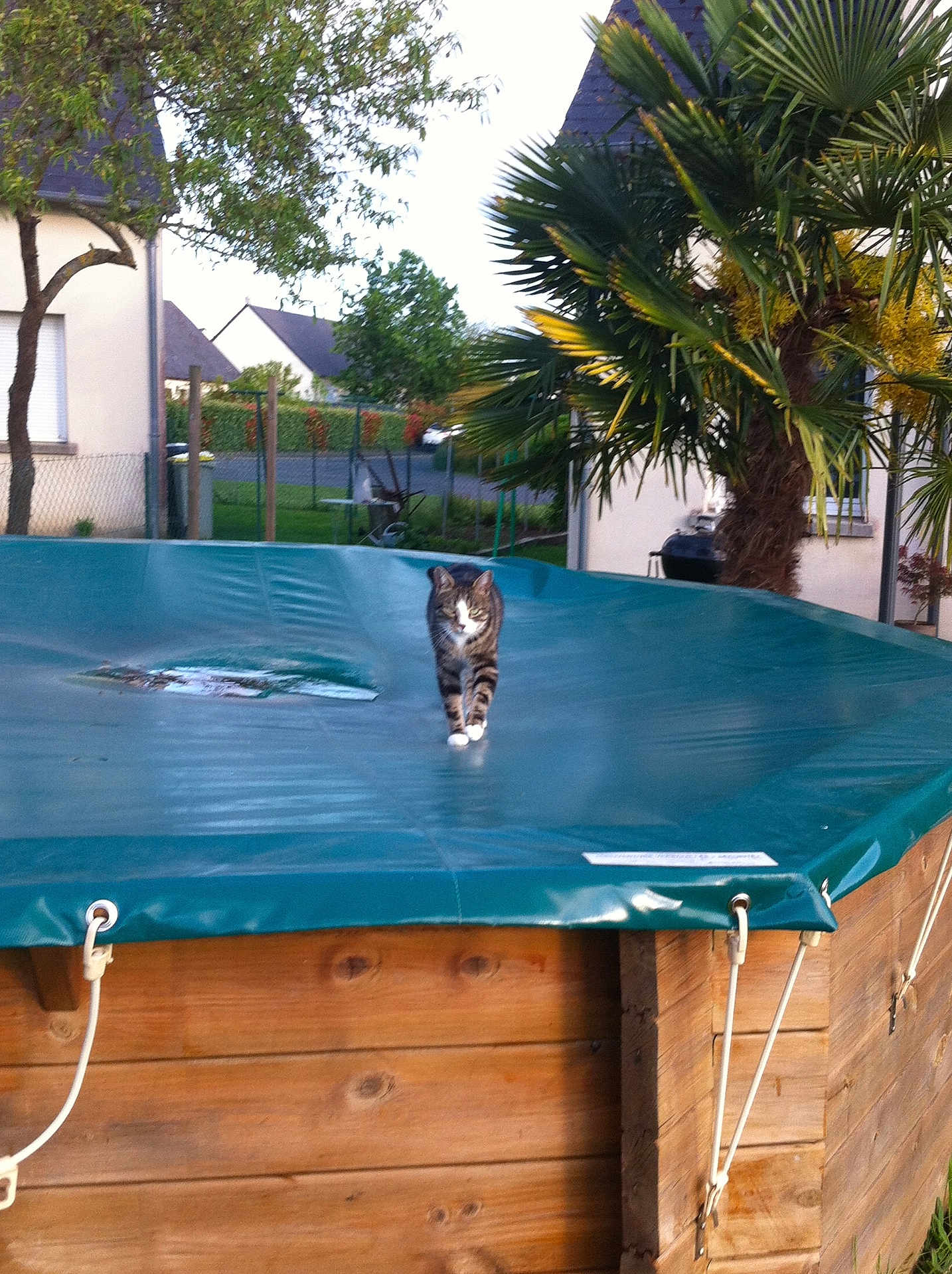 Chaussette a rejoint le concours — aidez-le/la à gagner de superbes lots ! cat, pool_cover, wooden_pool, backyard, tree, house, residential_area, plant, palm_tree, outdoor, daylight, pet, animal, feline, suburban, green, nature, grass, fence, garden