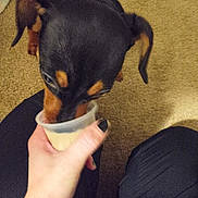 Estrella joined the competition — help win amazing prizes! animal, black, black_nail_polish, brown, carpet, close_up, cup, cute, dog, floor, hand, indoor, knees, licking, mammal, person, pet, puppy, small_container, treat