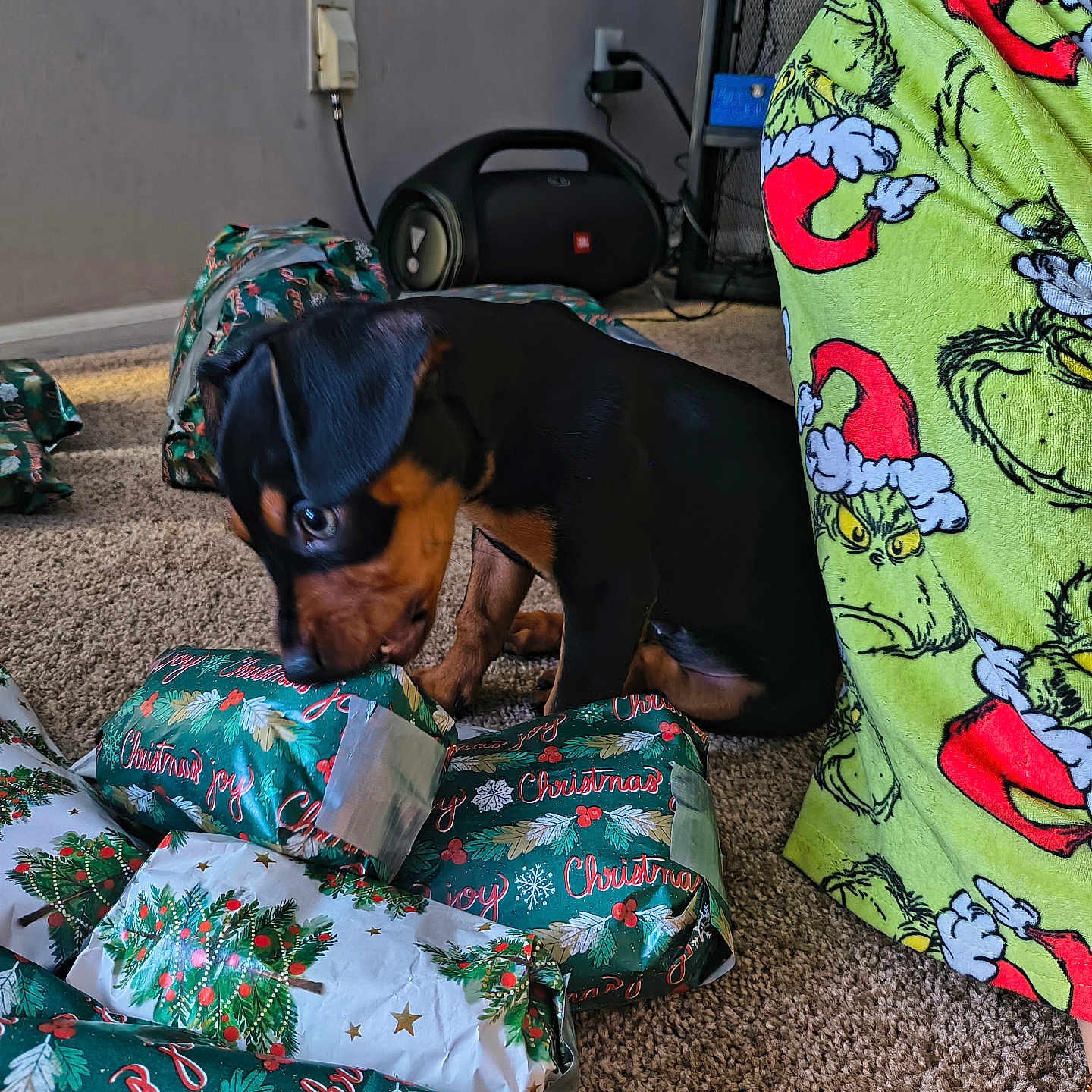 Estrella is registered to the contest to win money with this photo: black_and_tan, carpet, christmas, curious, cute, decor, dog, festive, floor, grinch, holiday, holiday_season, indoor, living_room, pajamas, person, presents, puppy, small_dog, wrapping_paper