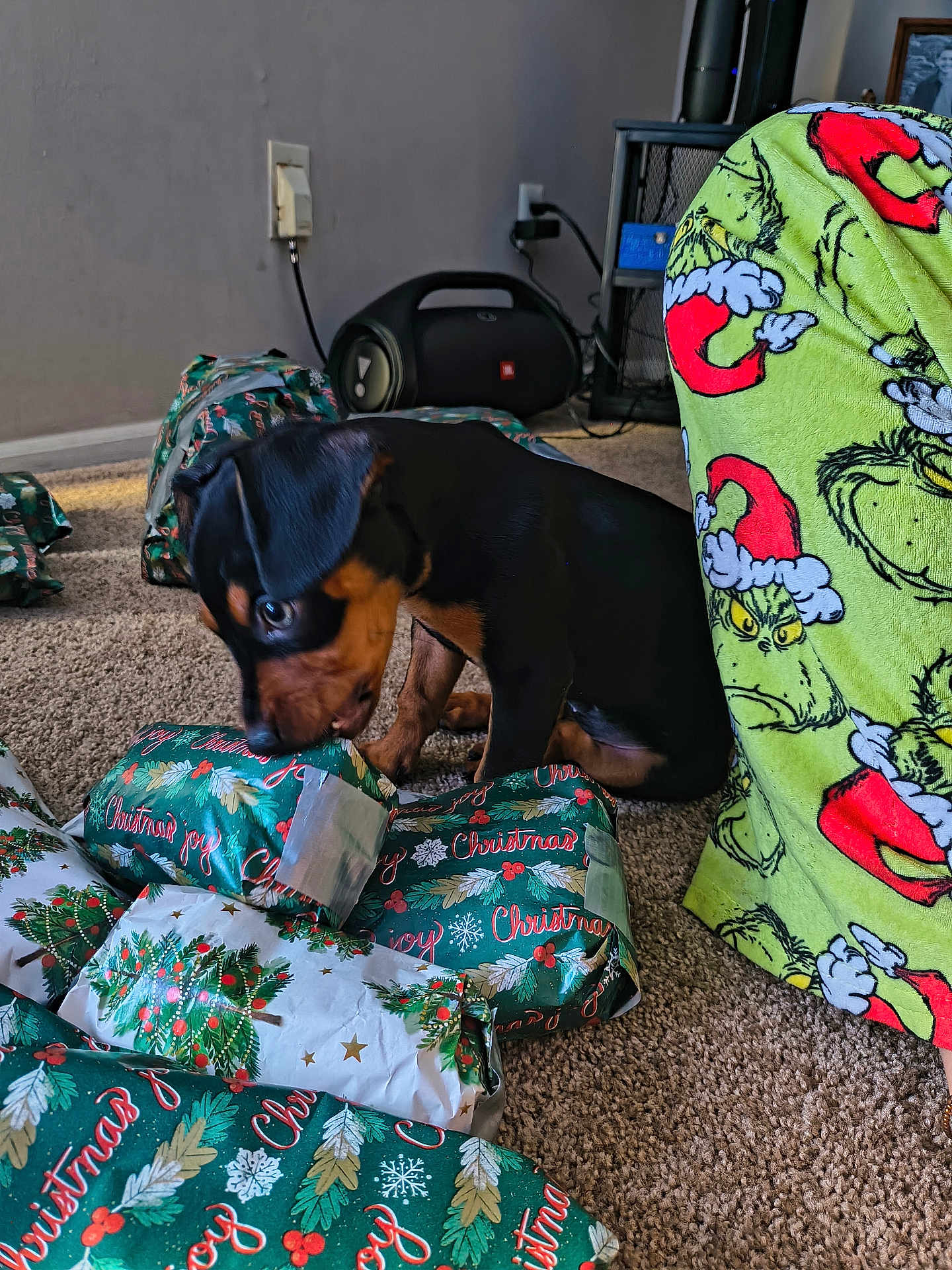 Estrella is registered to the contest to win money with this photo: puppy, dog, christmas, presents, wrapping_paper, carpet, indoor, holiday, festive, grinch, pajamas, person, floor, cute, black_and_tan, small_dog, curious, holiday_season, living_room, decor