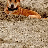 Lion a rejoint le concours — aidez-le/la à gagner de superbes lots ! animal, beach, brown, calm, canine, collar, cute, daytime, dog, mammal, nature, outdoor, pet, quiet, relaxed, resting, sand, shore, summer, water