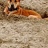 animal, beach, brown, calm, canine, collar, cute, daytime, dog, mammal, nature, outdoor, pet, quiet, relaxed, resting, sand, shore, summer, water