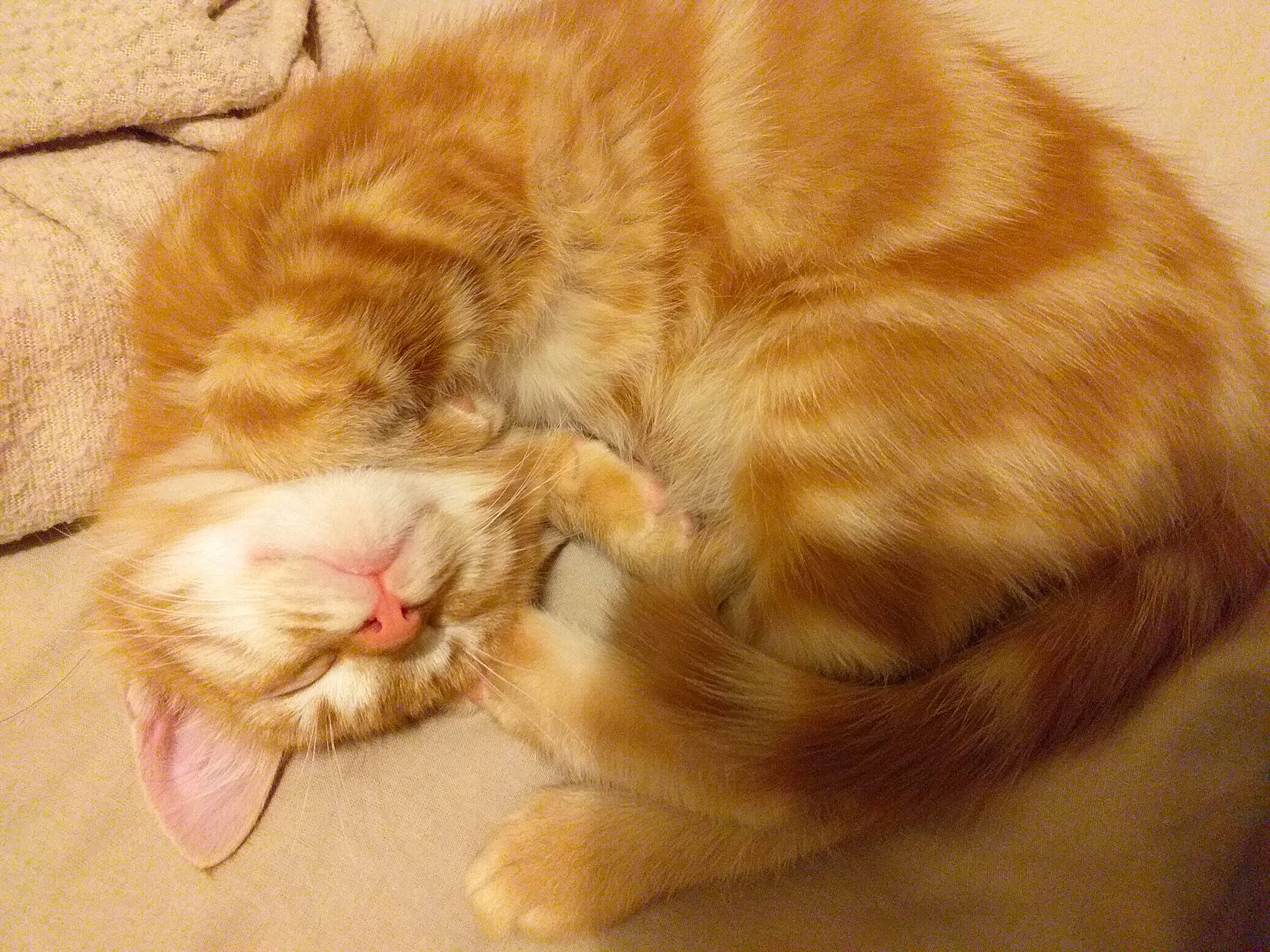 Pouma a rejoint le concours — aidez-le/la à gagner de superbes lots ! carnivore, cat, claw, cymric, ear, european_shorthair, fawn, felidae, fur, kitten, kurilian_bobtail, mammal, nap, nose, paw, sleep, small_to_medium_sized_cats, snout, whiskers