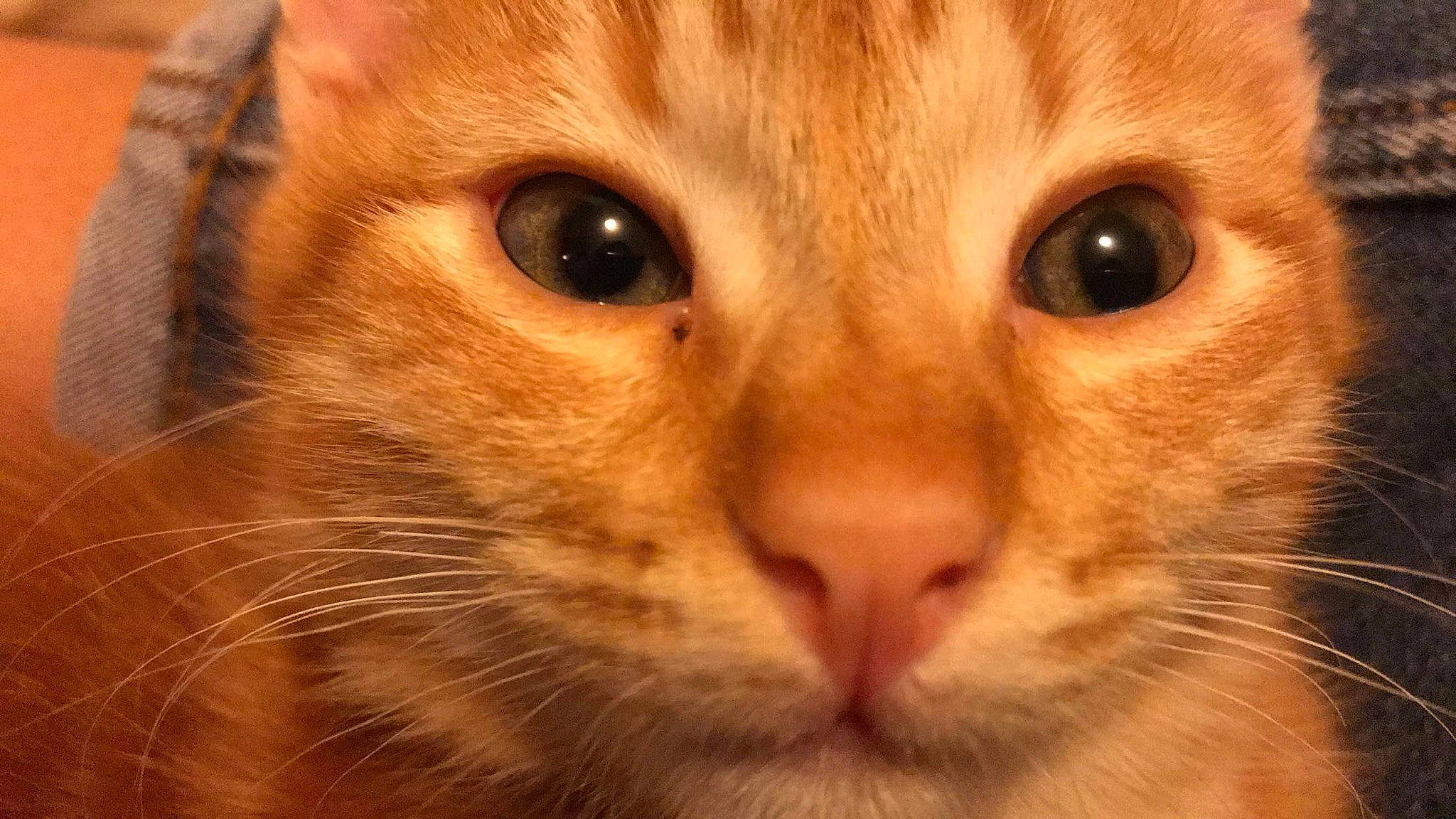 Pouma a rejoint le concours — aidez-le/la à gagner de superbes lots ! abyssinian, carnivore, cat, close_up, european_shorthair, eye, face, felidae, fur, head, iris, mammal, nose, singapura, skin, small_to_medium_sized_cats, snout, somali, tabby_cat, whiskers