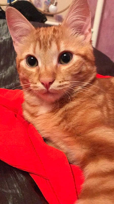 Pouma participe au concours pour gagner de l'argent avec cette photo : aegean_cat, arabian_mau, asian, australian_mist, carnivore, cat, domestic_short_haired_cat, european_shorthair, fawn, felidae, german_rex, kitten, mammal, oriental_longhair, oriental_shorthair, small_to_medium_sized_cats, snout, tabby_cat, vertebrate, whiskers