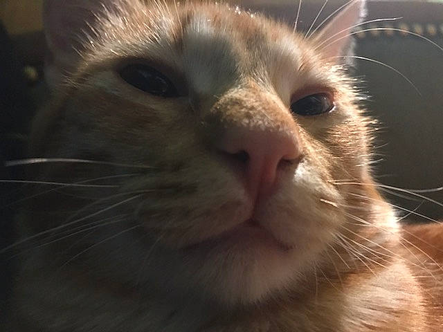 Pouma a rejoint le concours — aidez-le/la à gagner de superbes lots ! aegean_cat, american_curl, carnivore, cat, close_up, ear, european_shorthair, eye, face, felidae, fur, kitten, mammal, nose, photography, sky, small_to_medium_sized_cats, snout, tabby_cat, whiskers