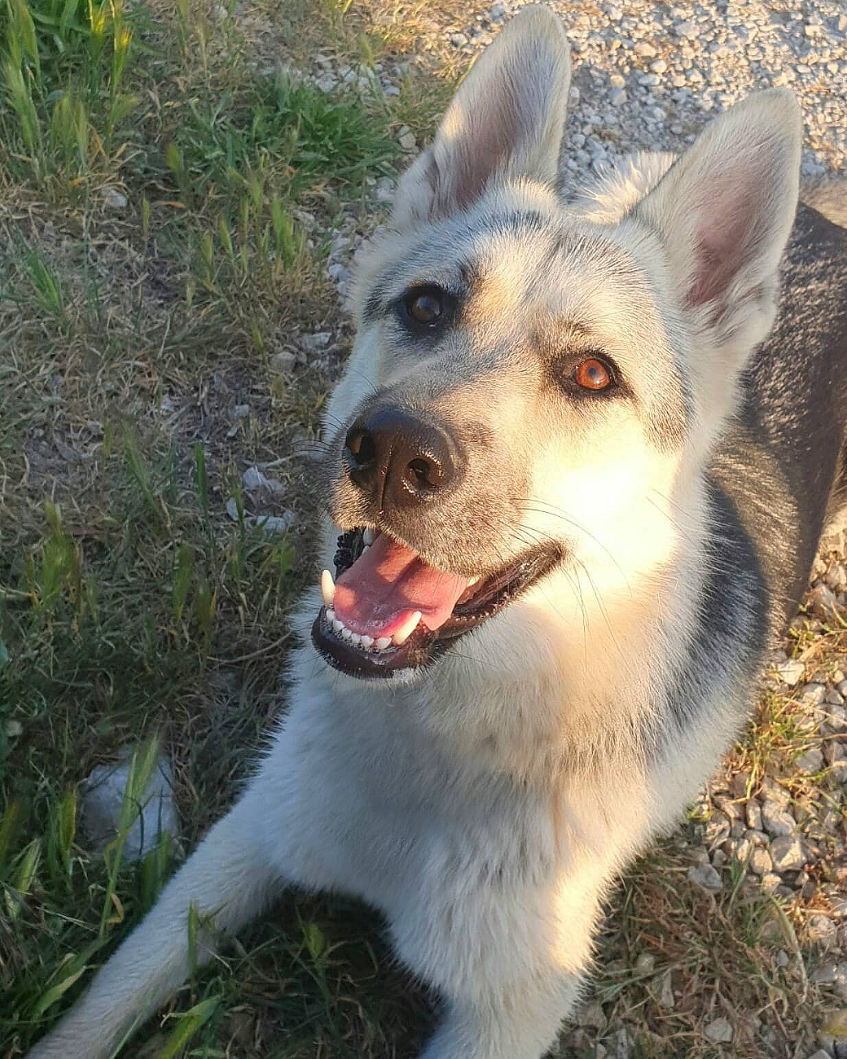 O'Nayah a rejoint le concours — aidez-le/la à gagner de superbes lots ! canidae, carnivore, czechoslovakian_wolfdog, dog, dog_breed, east_european_shepherd, king_shepherd, kunming_wolfdog, mammal, native_american_indian_dog, northern_inuit_dog, norwegian_elkhound, nose, rare_breed_dog, saarloos_wolfdog, seppala_siberian_sleddog, snout, tamaskan_dog, vertebrate, wolfdog