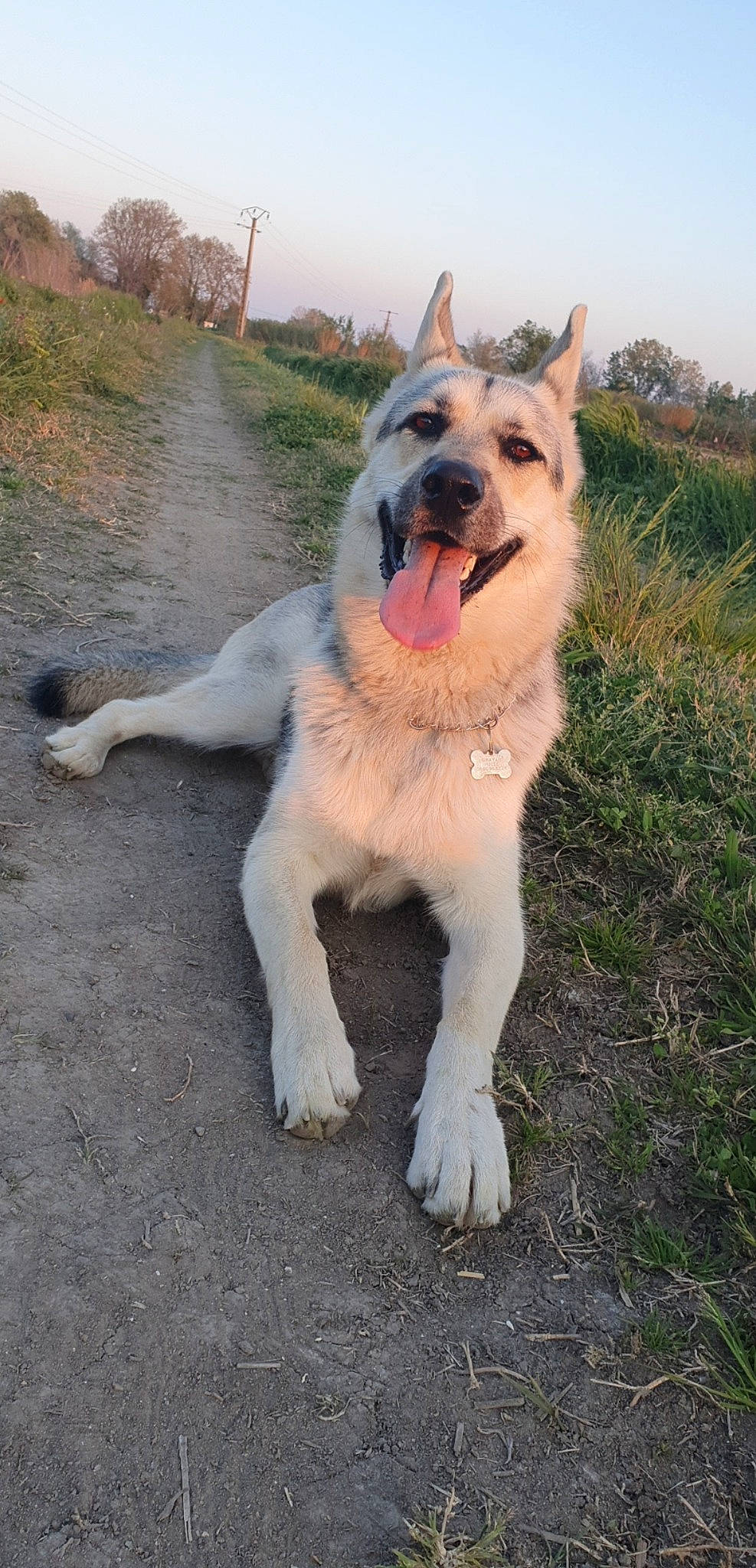 O'Nayah participe au concours pour gagner de l'argent avec cette photo : akita, canidae, carnivore, dog, dog_breed, fawn, german_shepherd_dog, mammal, rare_breed_dog, vertebrate